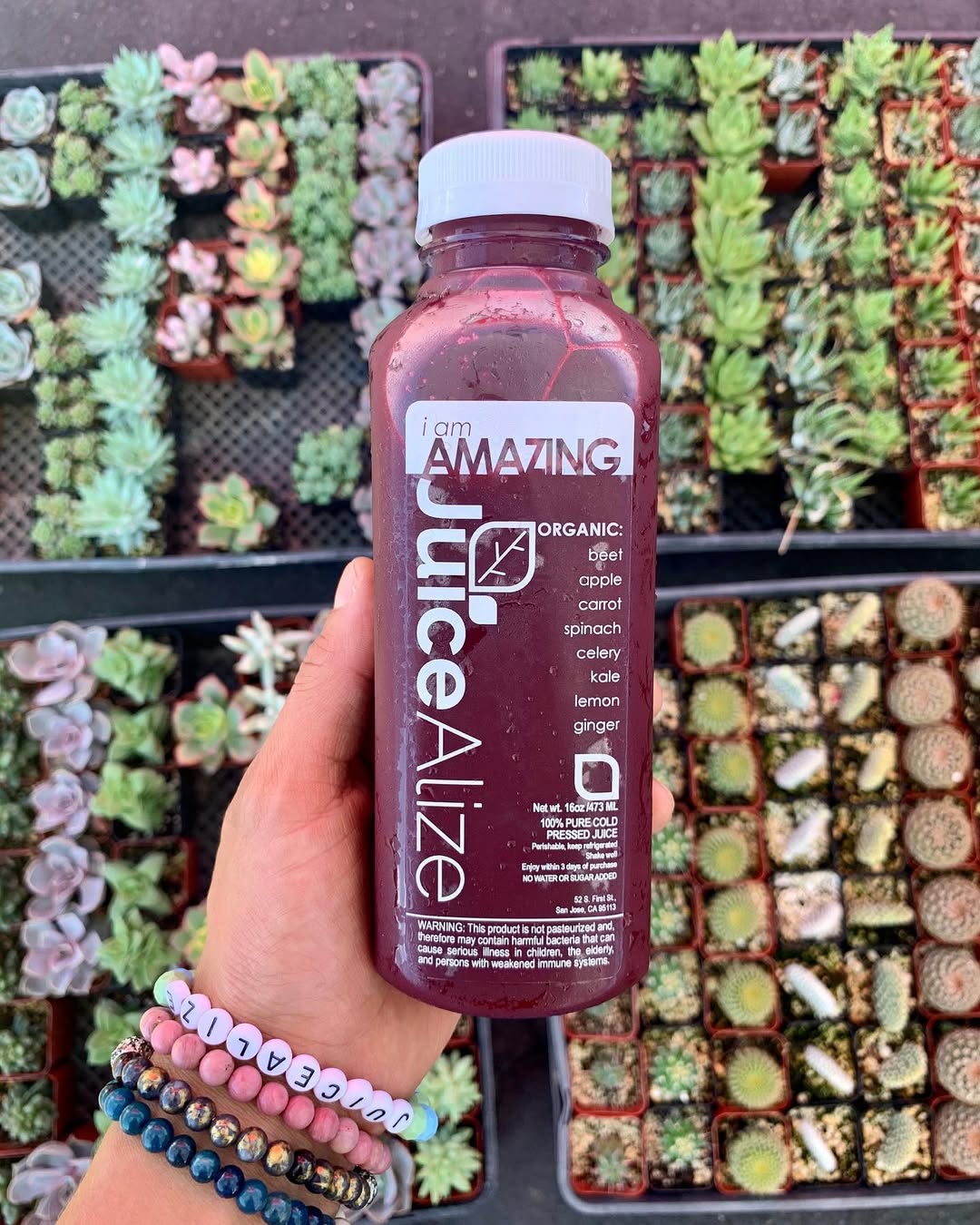 i am AMAZING beet juice held over trays of succulents